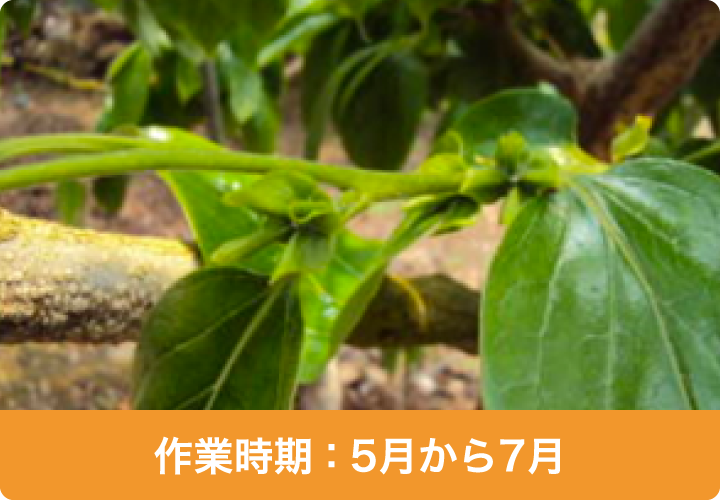 作業時期：5月から7月