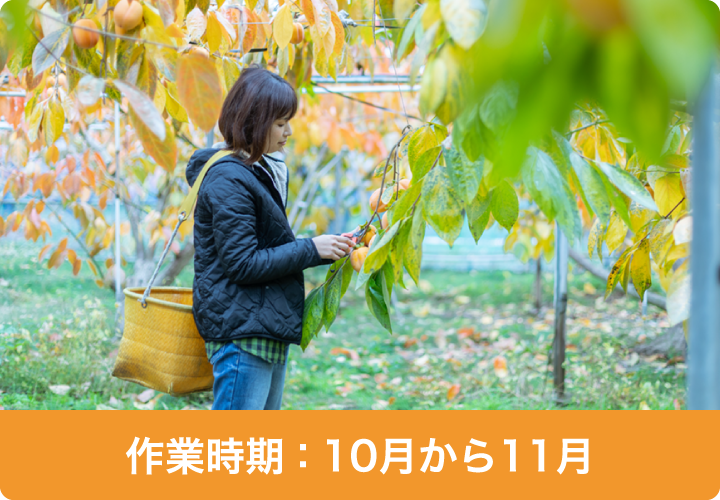 作業時期：10月から11月